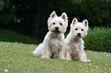 WESTIE 457